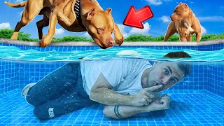 ME CAMUFLEI NA PISCINA E ME ESCONDI DE CACHORROS POLICIAIS [upl. by Rugg]