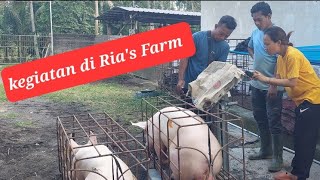 Kegiatan Rias farm Ternak babi di bali [upl. by Noraj]