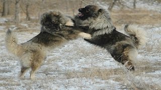 Caucasian Shepherd Dog vs Wolf Documentary in HD [upl. by Arten]