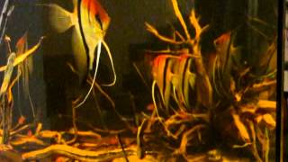 Pt Scalare quotManacapuruquot  black water biotope tank side view [upl. by Haronid]