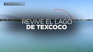 ¡Regresa la vida al Lago de Texcoco que iba a ser un aeropuerto internacional [upl. by Ykcub8]