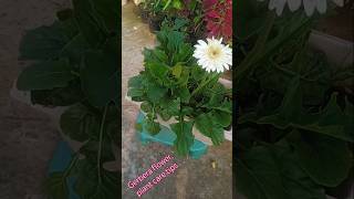 Gerbera plant care tips gardening youtubeshorts terracegarden trending plants [upl. by Danya160]