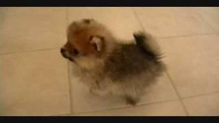 Pomeranian Puppieswmv [upl. by Pare917]