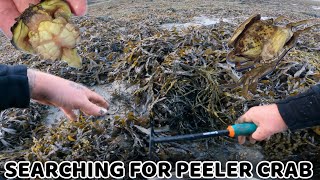 How to find PEELER CRABS  Foraging for bait [upl. by Jerrilyn]