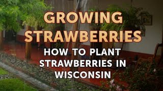 How to Plant Strawberries in Wisconsin [upl. by Namreg]