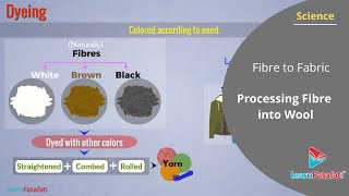 Fibre to Fabric Class 7 Science  Processing Fibre into Wool [upl. by Nnahgem713]