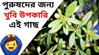 চেনা গাছের অজানা কাজ  কোথায় আছে খোঁজ করুন এই শক্তিশালী গাছkidni valo rakhar janya gima shak [upl. by Gannie]