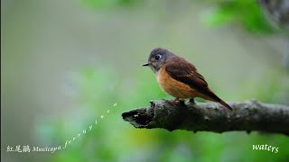 紅尾鶲 Muscicapa ferruginea [upl. by Demott572]