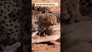 Spectacular Cheetah Hunt Swift Predators Feast on Gazelle shorts shortfeed cheetah short [upl. by Tlevesoor852]