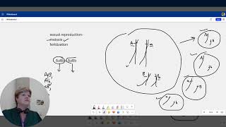 Dihybrid cross from a chromosomal perspective [upl. by Aicilaf835]