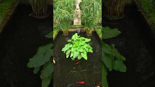 The Orangery at Belton House historicalhome fish fishpond countryhouse countryhomes asmrsounds [upl. by Tahp]