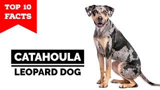 Catahoula Leopard Dog  Top 10 Facts [upl. by Novyak444]