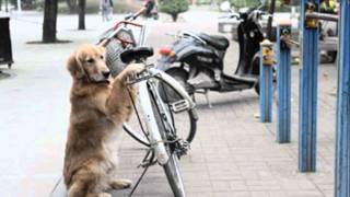 Dog Guards Owner Bike [upl. by Gagnon]