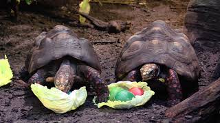 Red Footed Tortoise Enrichment [upl. by Delora]