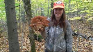 Wild mushrooms of October [upl. by Fredenburg]