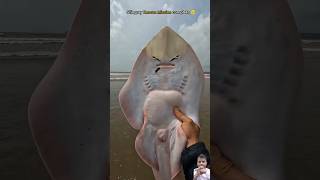 Another successful mission Stingray fish fishing stingray shark sealife ocean shorts fish [upl. by Viole313]