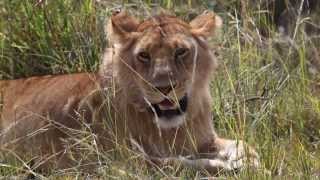 Fig tree Camp Masai Mara [upl. by Rehteh577]