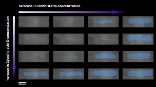 The effect of Blebbistatin and CytochalasinD on collective cell migration [upl. by Ayekin]