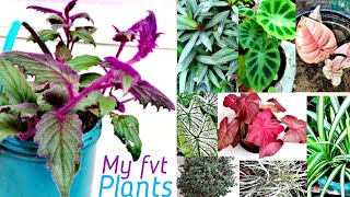 Special purple velvet plant with my favorite plants collection Gynura aurantiaca plant caring [upl. by Kurland398]