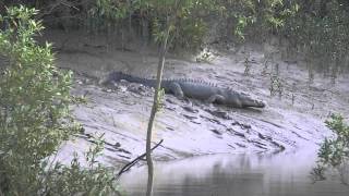 Large saltwater crocodile slides down mud [upl. by Tiny991]