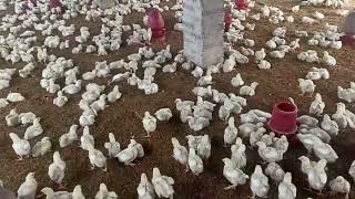 Poultry Farming  ব্রয়লার মুরগি পালন পদ্ধতি  Project Sirampur 2 Day 10 Video 72 [upl. by Kipper]