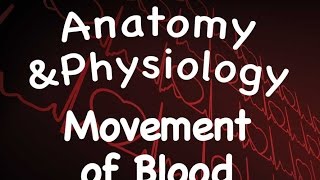 Cardiovascular System  Movement of Blood 1411 [upl. by Ttam]