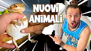 Mi Hanno Regalato degli ANIMALI di Nuovo [upl. by Mylor]