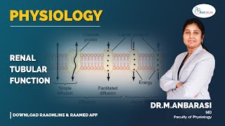 Physiology  Renal tubular function  Raaonline [upl. by Otir796]