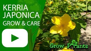 Kerria Japonica  grow and care [upl. by Ydnes]