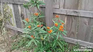 Asclepias curassavica Borboletas lagartas [upl. by Millan]