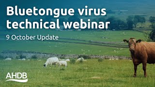 Bluetongue Virus  9th October Update  AHDB Webinar [upl. by Rabbaj]