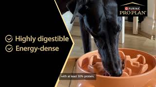 Watch Sophies Story  PRO PLAN Performance High Protein Dog Food [upl. by Ettenawtna352]