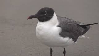 Lonely Laridae Margate City Beach Laughing Gull Surf and Fishing Pier July 25 2024 702 am [upl. by Tega749]