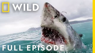 Shark Attack California Coast Carnage Full Episode  When Sharks Attack [upl. by Amerak]