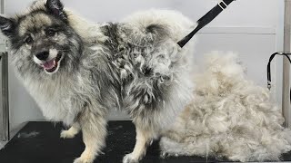 First groom in NINE years Four hour transformation on extremely matted Keeshond dog [upl. by Ahtel749]