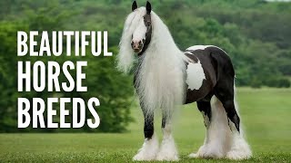 The 20 Most Beautiful Horse Breeds in the World [upl. by Aikan506]