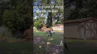 Fainting in front of my Dogs funnypetschannel funnyanimals shorts [upl. by Paula]