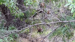 Coatimundi Whitenosed Coati in Arizona [upl. by Langdon]