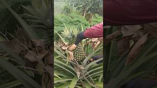 Natural Big Pineapple Fruit Cutting [upl. by Indyc]