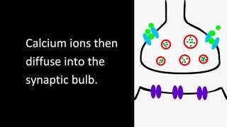 Synapse animation [upl. by Bunny]