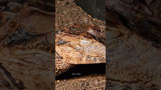 Dwarf Caiman Falling Asleep share reptiles trending caiman subscribe shorts follow new wow [upl. by Bartholemy]