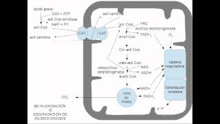 lipidos metabolismo [upl. by Zoller]