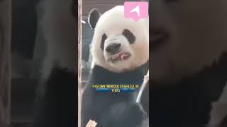 Panda Imitates Zookeeper’s Funny Faces While Eating Bambooquot [upl. by Jessi57]