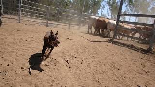 Hard Working Australian Kelpies [upl. by Ylebmik179]