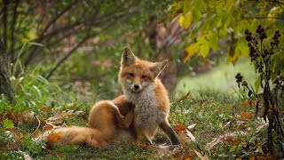 What is todays animal topic you guessed it red foxs [upl. by Samul]