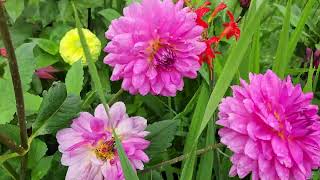 Bumbles dahlias zinnias and crocosmia 882024 [upl. by Yemrej]