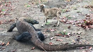 Fierce Battle Between Komodo amp Female Goat😱 [upl. by Tillion]