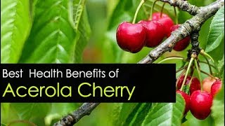 Acerola Cherry Benefits  Powder Extract and Seeds [upl. by Adnyc699]