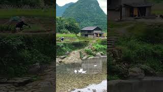 Simple and peaceful life  Rural life countryside rural village simplelife relaxing garden [upl. by Ylime]