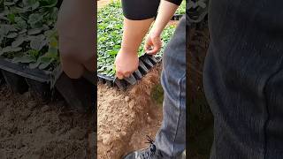 Transplanting strawberry seedlings process [upl. by Arenat]